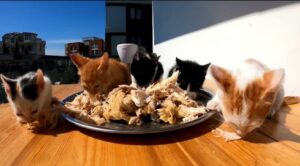 Gattini orfani mangiano pollo per la prima volta (VIDEO)