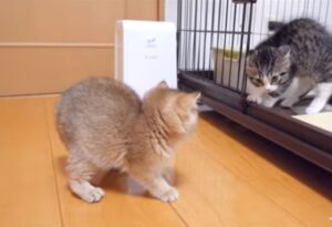 Il gattino Coco incontra la gattina Mimi per la prima volta (VIDEO)