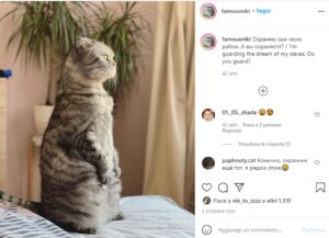 Il gattino famoso Niki ha conquistato tutta la Russia per le sue peculiarità (VIDEO)