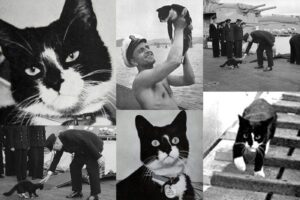 Il gattino inaffondabile Sam; qual è la sua storia e il motivo della sua fama (VIDEO)