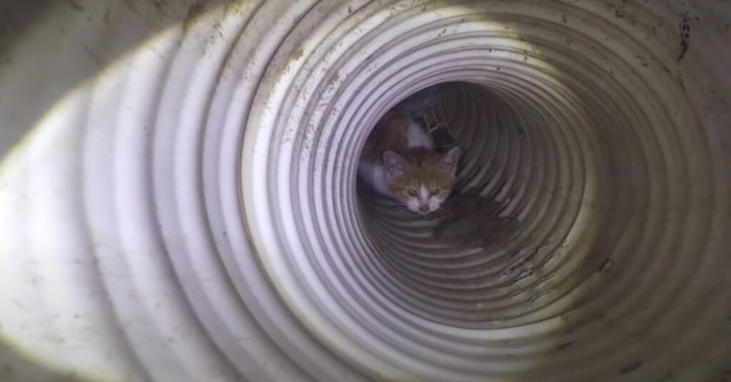 gattino intrappolato in una tubatura