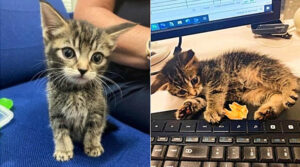 Salvato il gattino trovato da solo su un treno in corsa