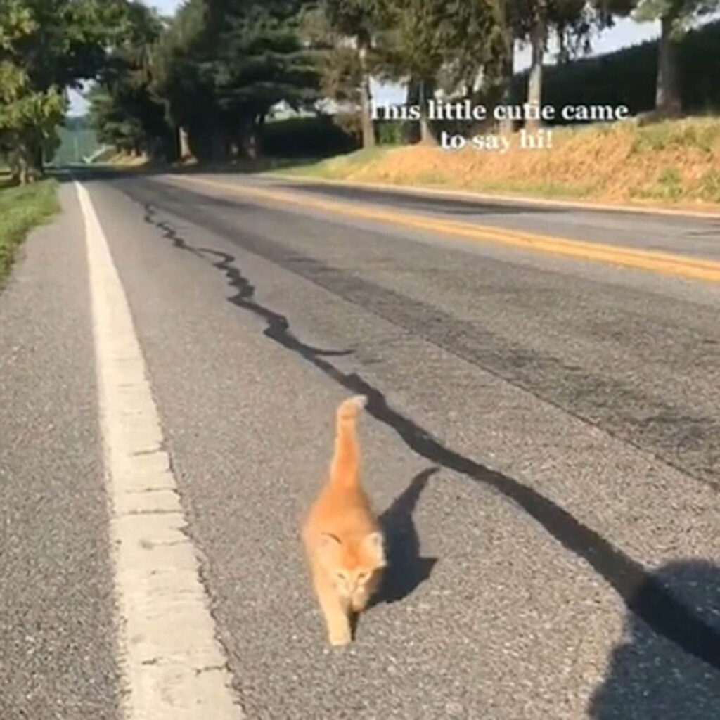 gattino arancione in strada