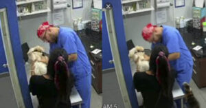 Gatto aggredisce il veterinario che fa un’iniezione al suo amico cane