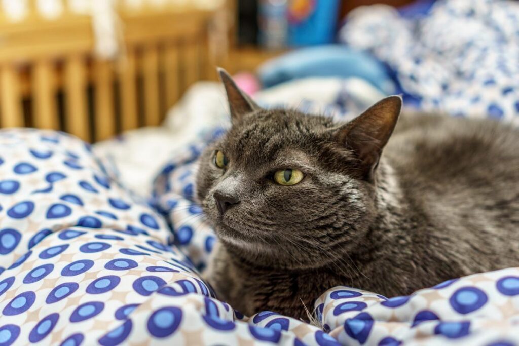 gatto sul letto