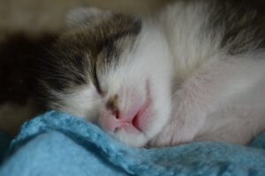 Perché il gatto si è messo a dormire nella lettiera?