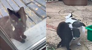 Gattina miagola alla porta di un Jack Russell per attirare l’attenzione e giocare, i due diventano amici
