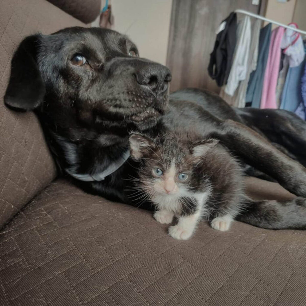 cane e gatto fanno amicizia