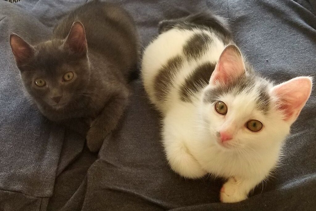 due gatti su una coperta