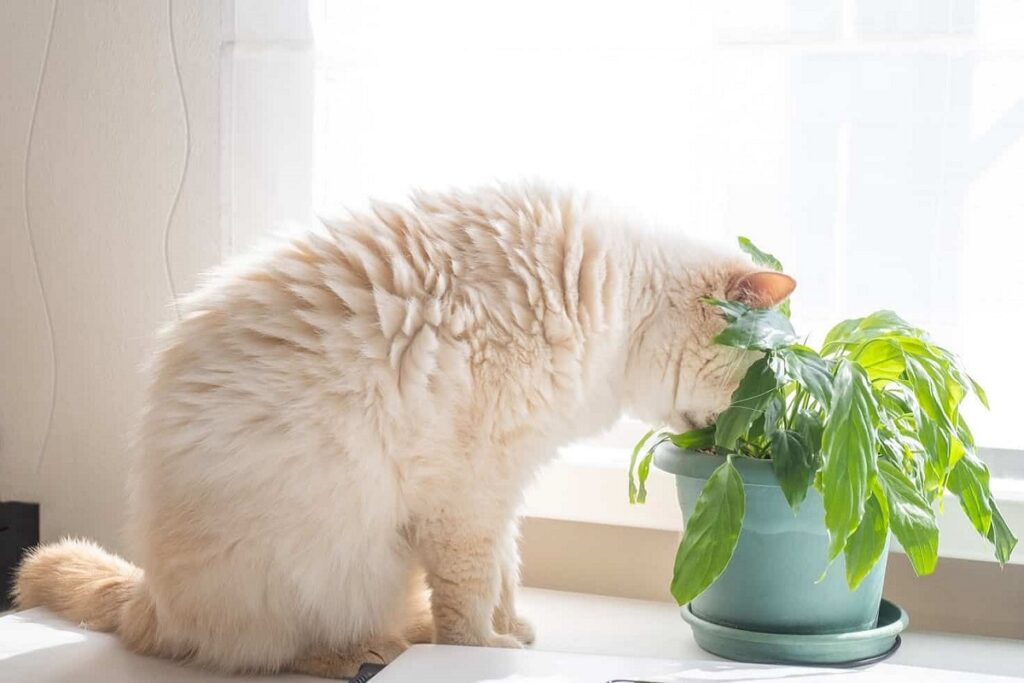 gatto mangia la terra di un vaso