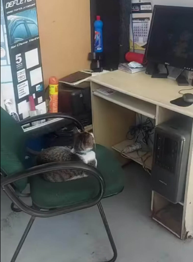 gatto sdraiato su sedia