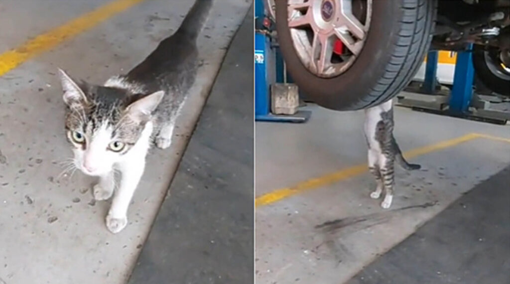 gatto in officina