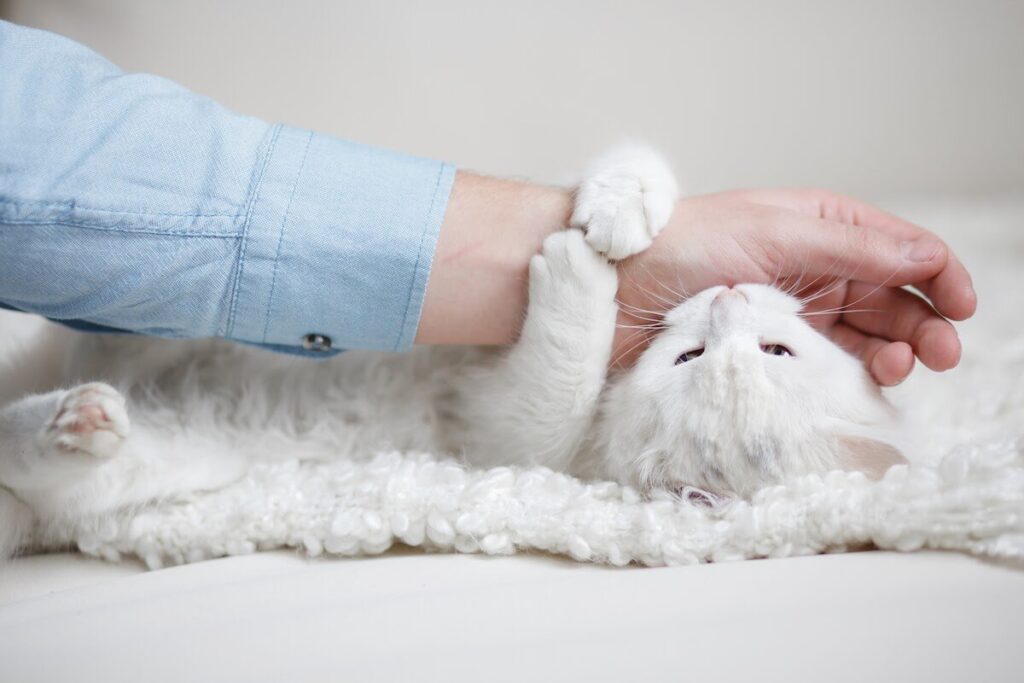 gatto bianco morde una mano