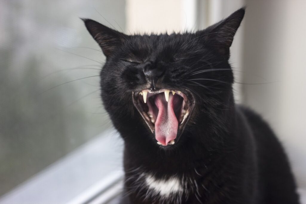 gatto nero che sbadiglia