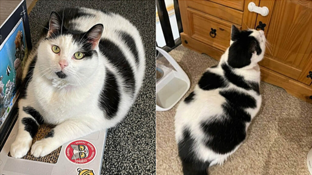 gatto bianco e nero grasso