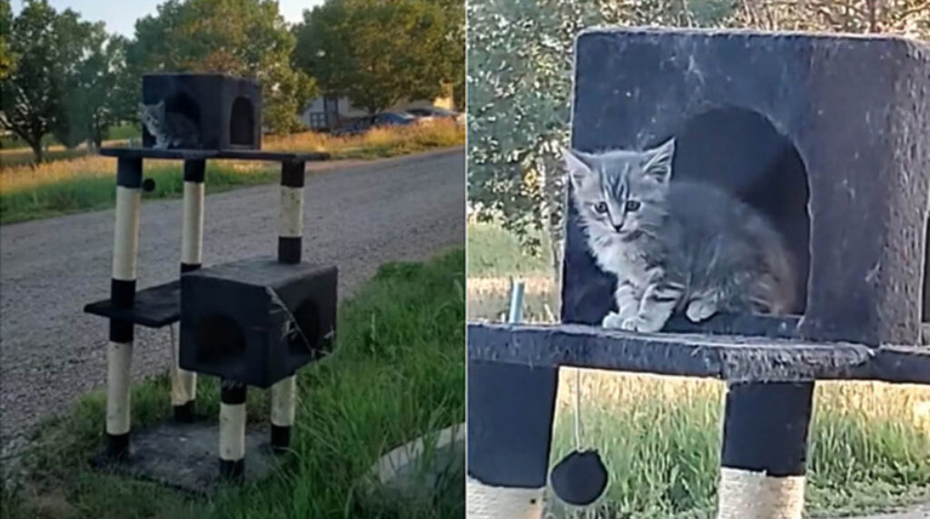 gattino grigio su cuccia a più piani