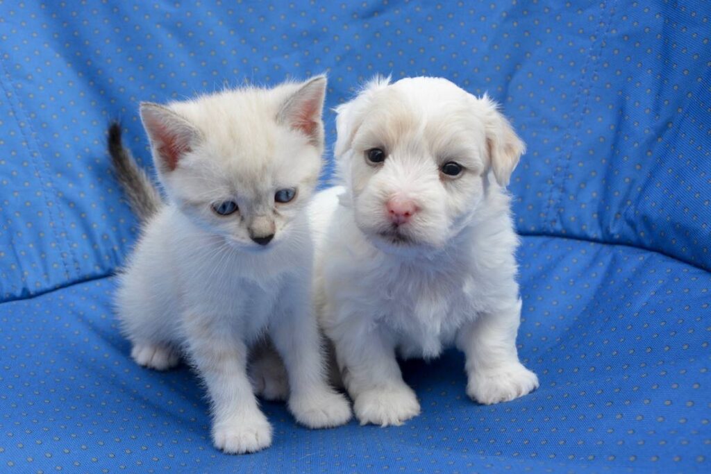 cuccioli di gatto e cane