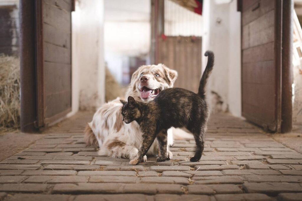 gatto che fa le fusa a un cane