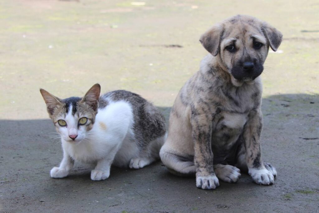 gatto con cucciolo di cane