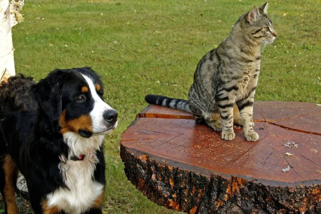 cane che guarda un gatto