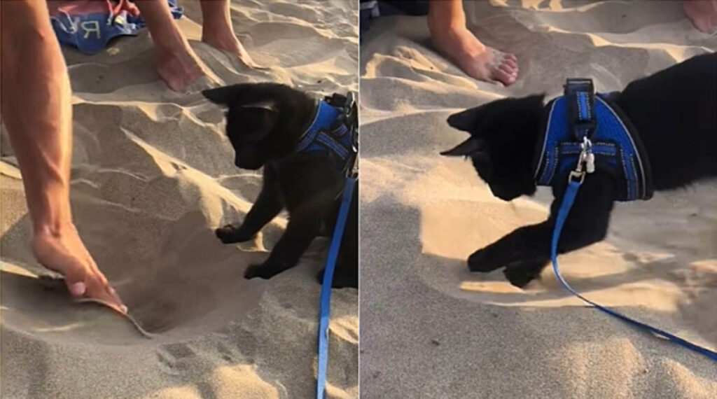 gatto scava nella sabbia