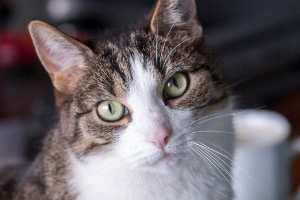 gatto marrone e bianco