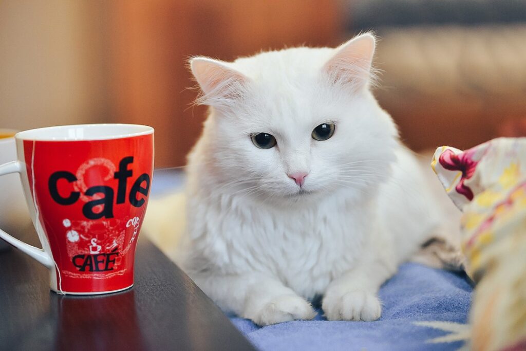 gatto con tazza di caffè