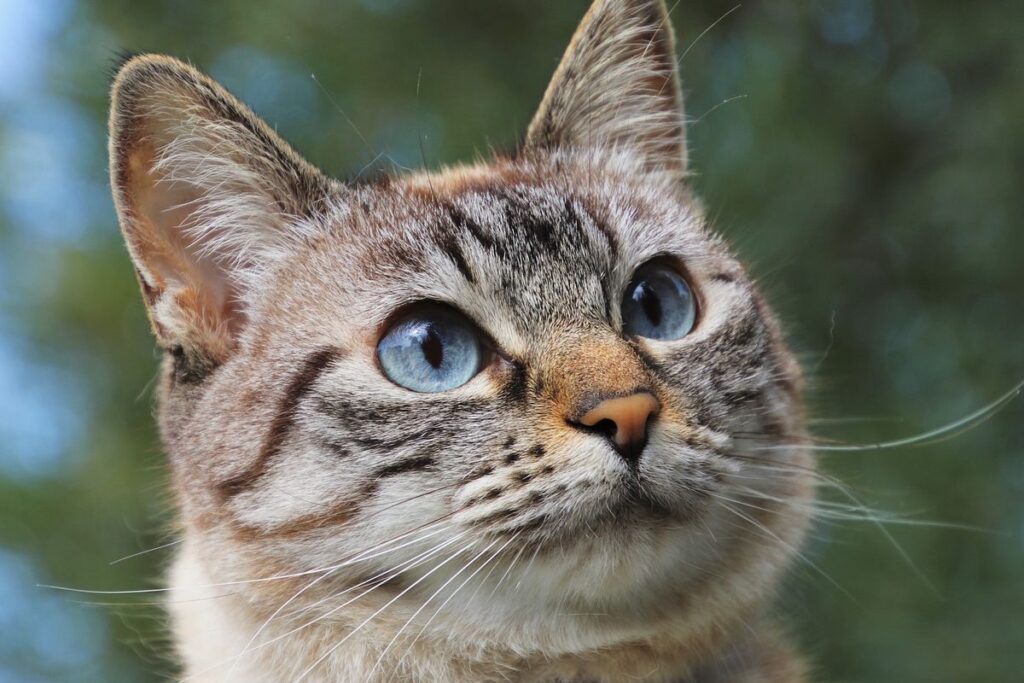 gatto con gli occhi azzurri