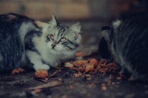 Cosa fare se il gatto ruba cibo all’altro gatto?