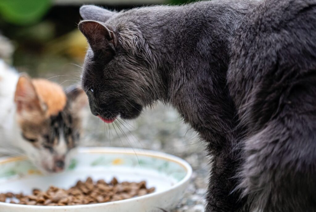 gatto mangia crocchette