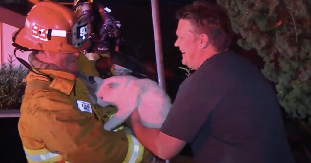pompieri salvano un gatto dalle fiamme