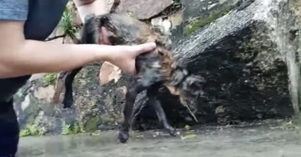 gatto che ha bevuto acqua del mare