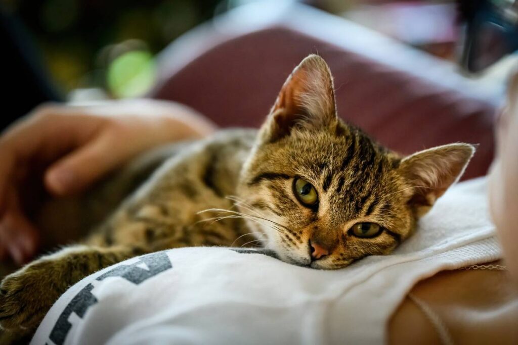 gatto dorme sulla padrona