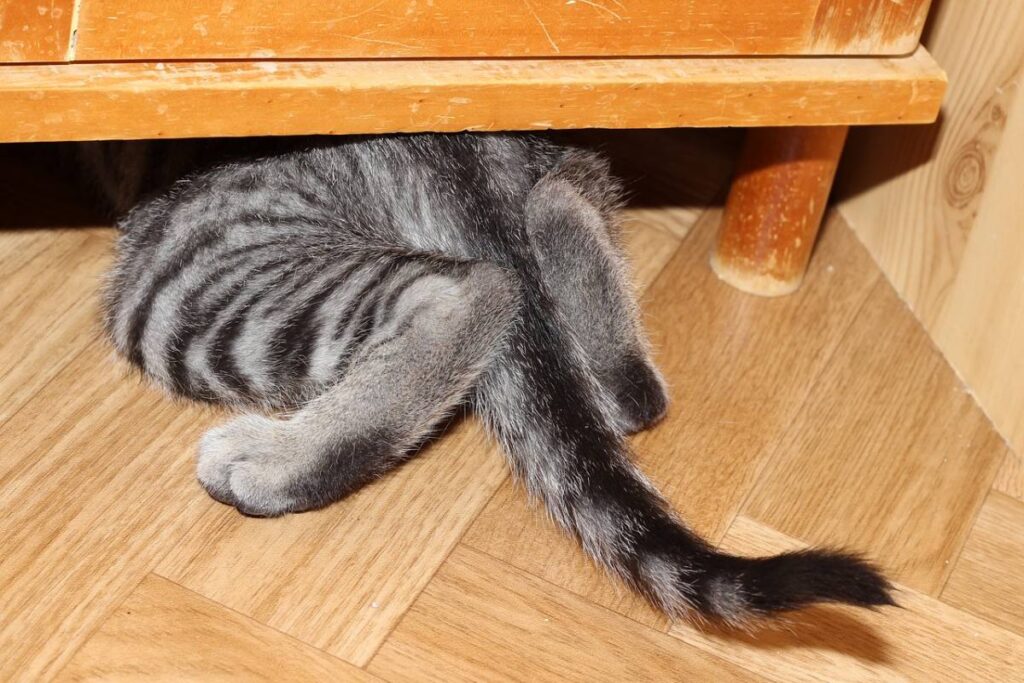 gatto si nasconde sotto i mobili
