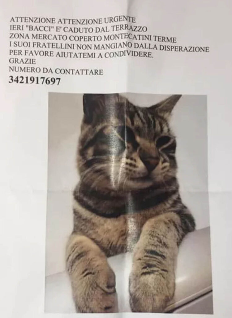 annuncio per cercare un gatto