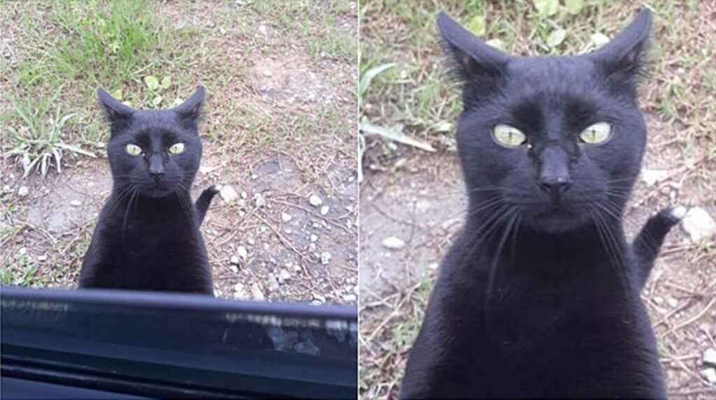 gatto nero affacciato al finestrino