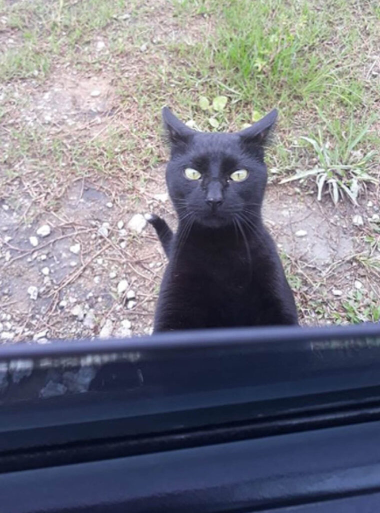 gatto nero affacciato al finestrino