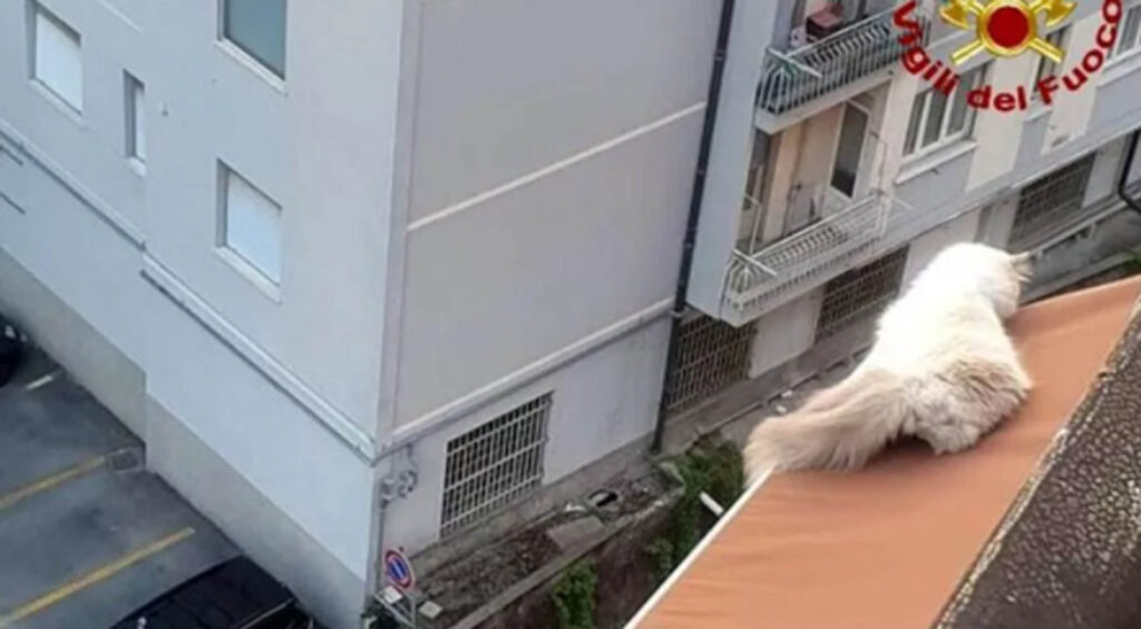 gatto cade dal balcone e atterra su tenda da sole