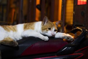 4 cose da fare per gestire la pica nel gatto