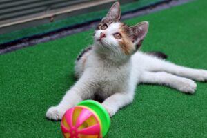 I 5 giochi preferiti dai gatti di tutte le età: semplicemente irresistibili