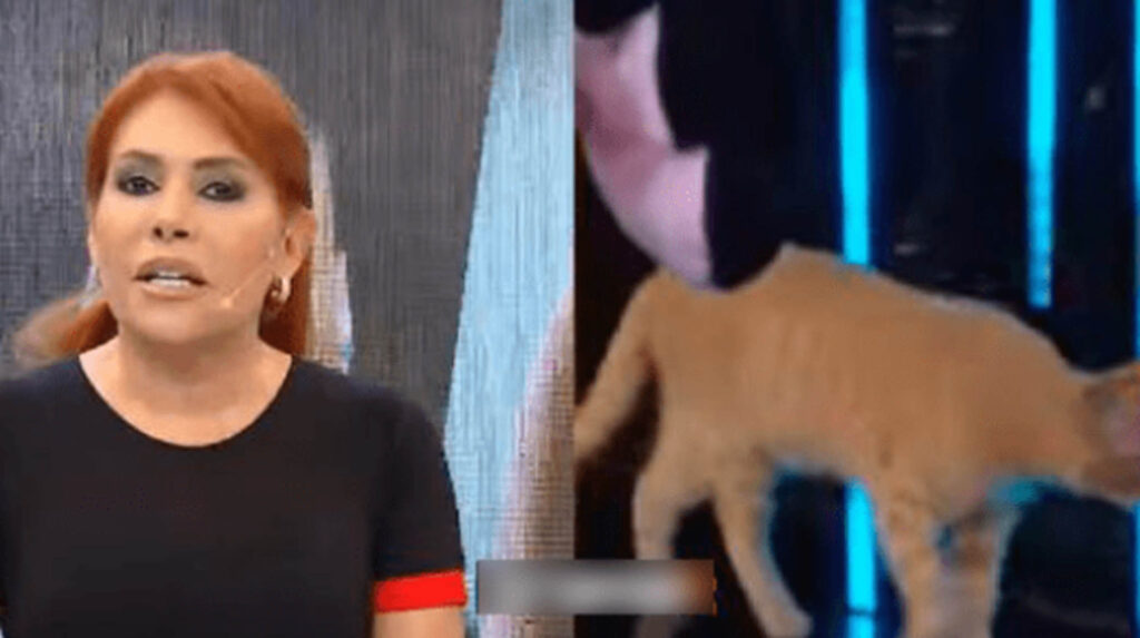 gatto in diretta tv