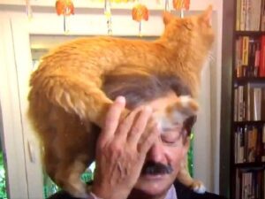 Il simpatico gattino Lisio disturba il suo padrone durante una diretta (VIDEO)