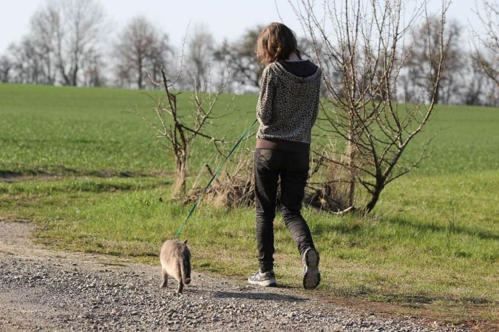 gatto al guinzaglio