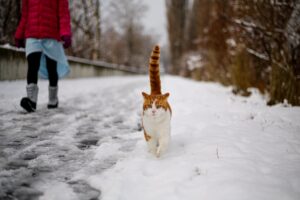 Posso insegnare al gatto a camminarmi accanto?