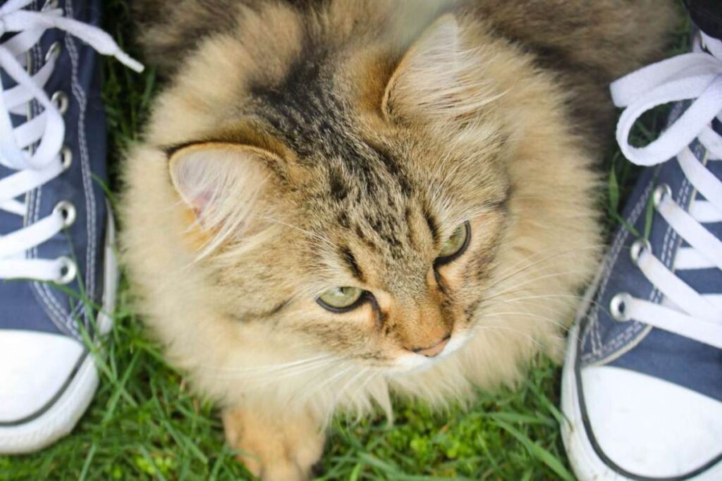 gatto tra i piedi del padrone