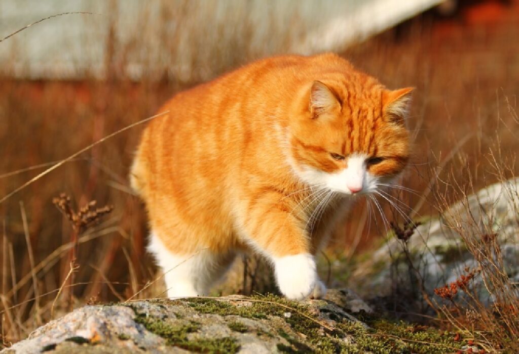 gatto rosso cammina sullo sterrato