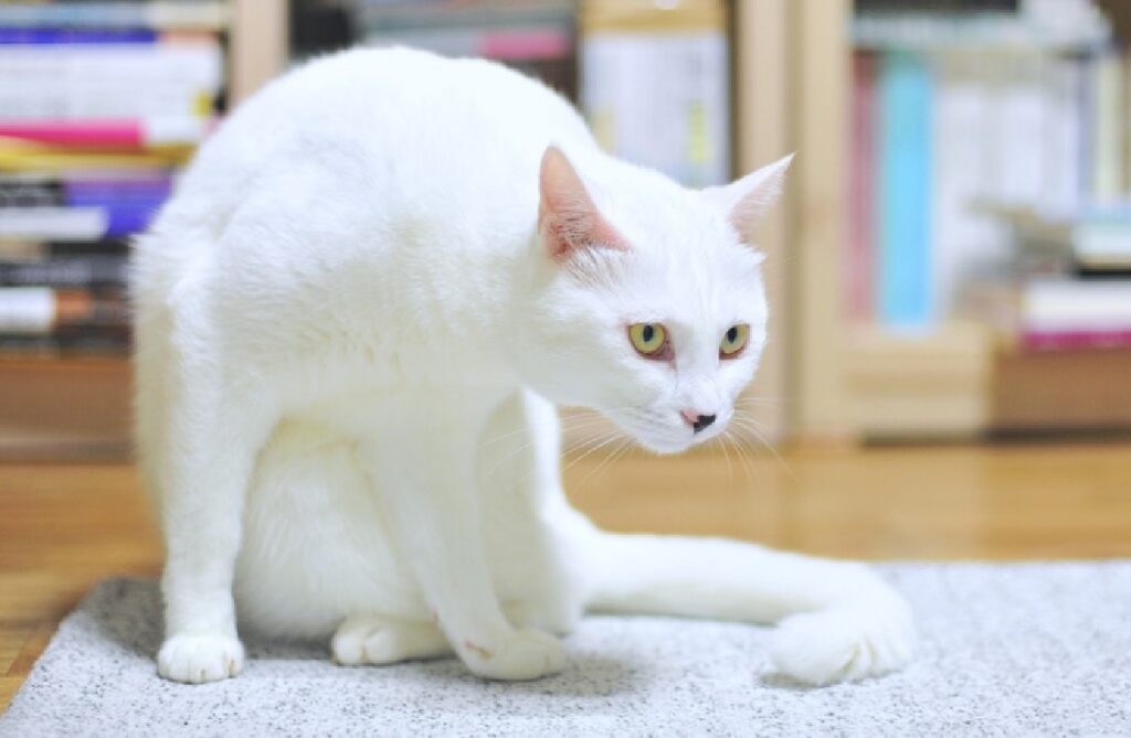 gatto bianco occhi gialli coda lunga