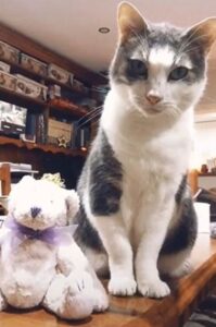 Gattino mangia solo in compagnia del suo peluche