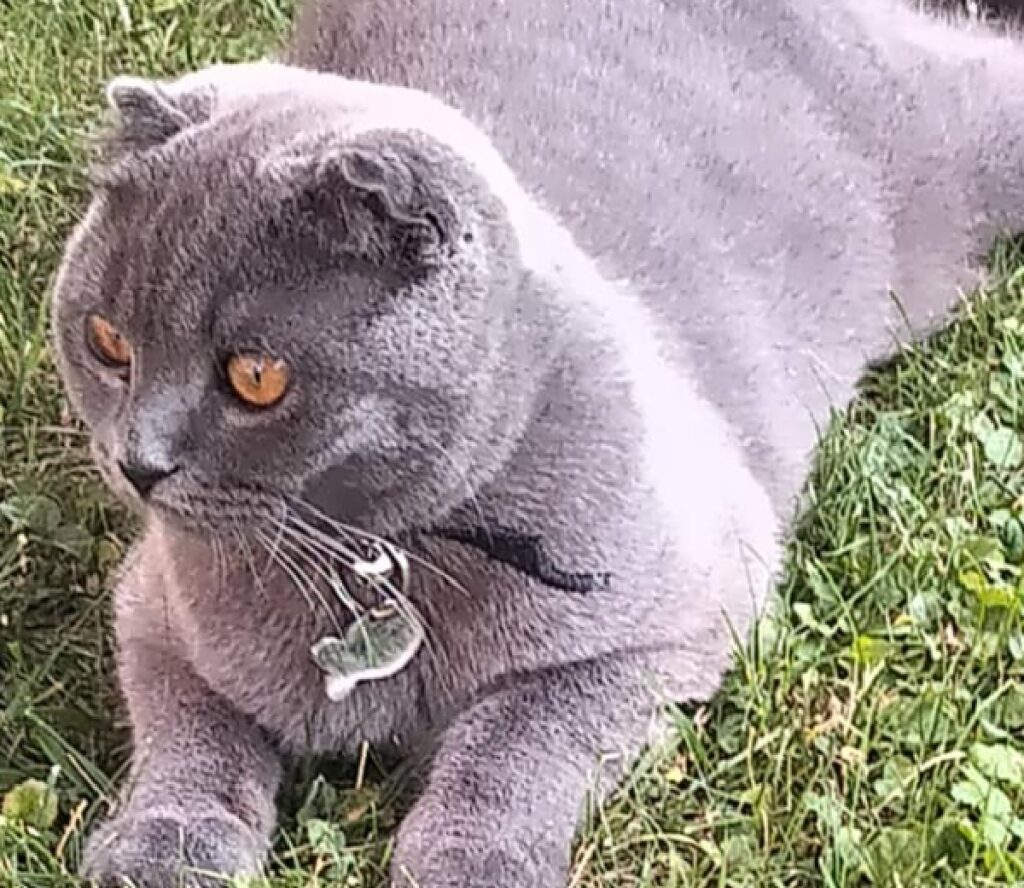 gatto grigio scuro scottish fold