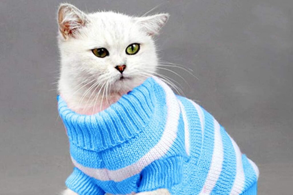 maglione a righe per gatto